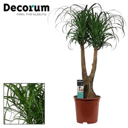 Бокарнеа 2 Руки 27 См (приличия) ( Beaucarnea 2 Arm 27 Cm (decorum) ) W 27 см H 85 см