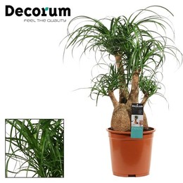 Бокарнея Ветвистая 27 См ( Beaucarnea Branched 27 Cm (decorum) ) W 27 см H 80 см