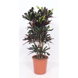 Кодиеум Мамми (кротон Мамми) ( Codiaeum Mammi (croton Mammi) ) W 27 см H 110 см