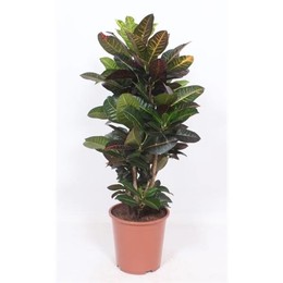 Кодиеум Петра (кротон Петра) ( Codiaeum Petra (croton Petra) ) W 27 см H 110 см