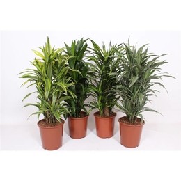 Драцена Ароматная смешанная тележка 27 ( Dracaena Fragrans Mixed trolley 27 ) W 27 см H 110 см
