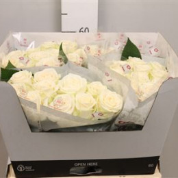 Rosa gr juwena (Роза гр Джувена) В50