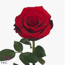 Rosa Gr Incredible (Роза Гр Инкредибл) В60