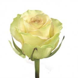 Rosa Gr Kiwi (Роза Гр Киви) В40