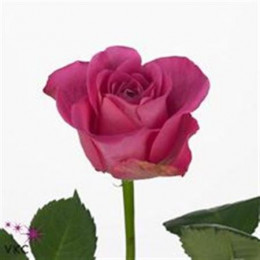 Rosa Gr H3o (Роза Гр H3o) В50