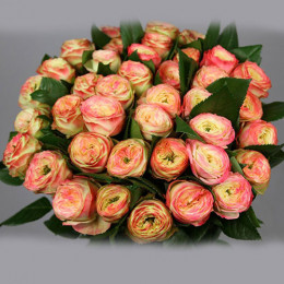 Rosa gr latin pompom(Роза гр. Латин помпом) В60