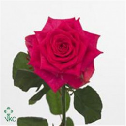 Rosa Gr Marina (Роза Гр Марина) В40