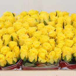 Rosa Gr Moonwalk (Роза Гр Мунволк) В40