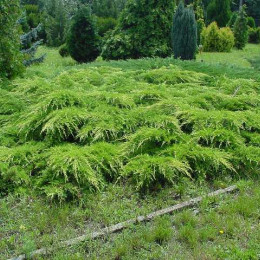 Можжевельник средний Pfitzeriana (Пфитцериана)