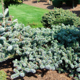 Пихта корейская Bonsai Blue (Бонсай Блю)