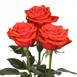 Rose Nina (Роза Нина) B50 SUNSET VALLEY