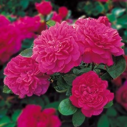 Роза английская Sophy's Rose (Софи Роуз)