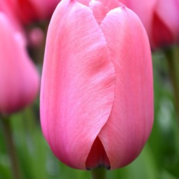 Тюльпан Розовый (Tulip Pink) пр-во Россия, Экстра
