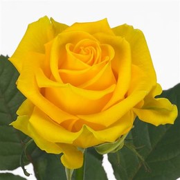 Rosa Gr Penny Lane (Роза Гр Пенни Лейн) В50 ROSE HILL