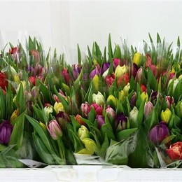 Tulipa ex (Тюльпаны экс.)
