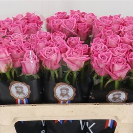 Rosa Gr Aqua (Роза Гр Аква ) В50 (MKSH)
