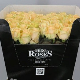 Rosa Gr Avalanche Peach (Роза Гр Аваланж Пич) (МР) В50