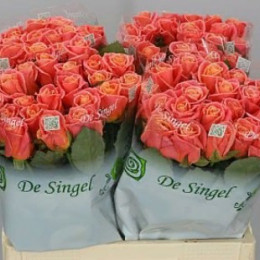 Rosa Gr Miss Piggy (Роза Гр Мисс Пигги) (МР) В30