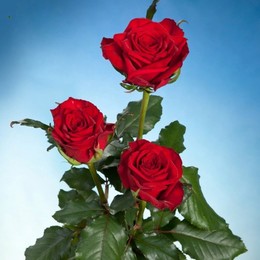 Rosa Gr №19 (Роза Гр №19) В70