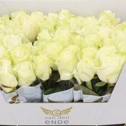 Rosa gr Avalanche (Роза гр Аваланж) В90
