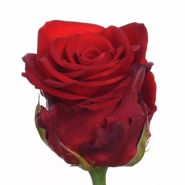 Rosa Gr Merry Me (Роза Гр Мерри Ми) В90