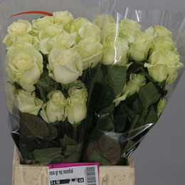 Rosa Gr Mondial (Роза Гр Мондиаль) В50 (Rosadex)
