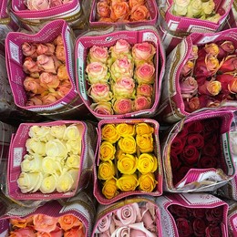 Rosa MIX (Роза Микс ) В60 (EQR)