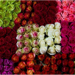 Rosa MIX (Роза Микс ) В60 (FLORES SELECTAS)