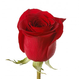 Rosa Freedom (Роза Фридом ) В60 Sierra Flor