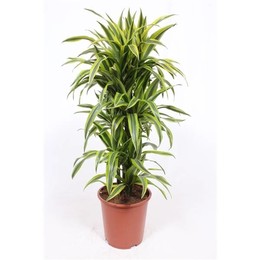 Драцена Лимон Лайм ( Dracaena Lemon Lime ) W 27 см H 110 см