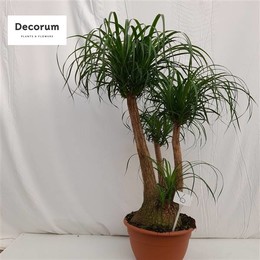 Бокарнеа Разветвлялась Под Номером 06 ( Beaucarnea Branched Op Nummer 06 ) W 30 см H 120 см