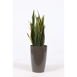 Сансевиерия Лаврентия на Санторини "темно-коричневый" ( Sansevieria Laurentii In Santorini "taupe" )