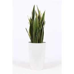 Сансевиерия Лаврентия на Санторини "Белая" ( Sansevieria Laurentii In Santorini "wit" ) W 29 см H 10