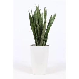 Сансевиерия Зейланика на Санторини "Белая" ( Sansevieria Zeylanica In Santorini "wit" ) W 29 см H 10
