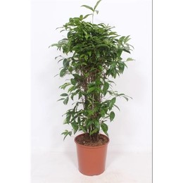 Драцена Суркулоза ( Dracaena Surculosa ) W 30 см H 130 см