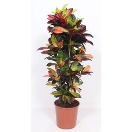 Кодиеум Айсетон (кротон Айсетон) ( Codiaeum Iceton (croton Iceton) ) W 30 см H 140 см