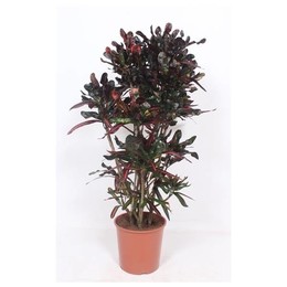 Кодиеум Мамми (кротон Мамми) ( Codiaeum Mammi (croton Mammi) ) W 30 см H 140 см