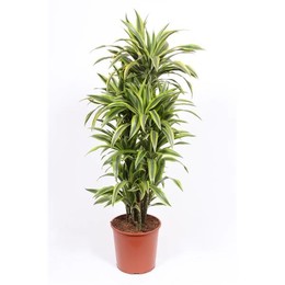 Драцена Лимон Лайм ( Dracaena Lemon Lime ) W 30 см H 130 см