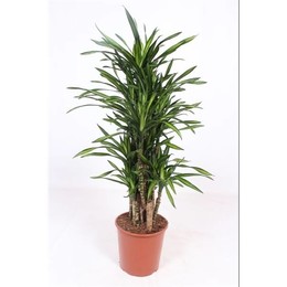 Драцена Рики ( Dracaena Riki ) W 30 см H 130 см