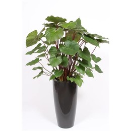 Гомаломена "мэгги" в горшке Санторини "антрацит" ( Homalomena 'maggy' In Santorini Pot "antraciet" )