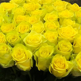 Rosa Gr Saida (Роза Саида) В70 Армения
