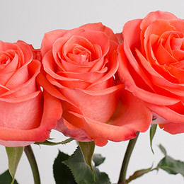 Rosa Gr Wow (Роза Гр Вау) В80