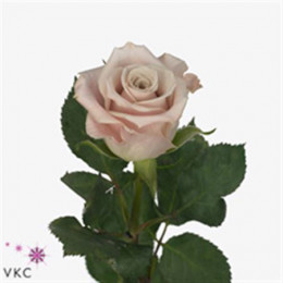 Rosa Gr Menta (Роза Гр Мента) В60