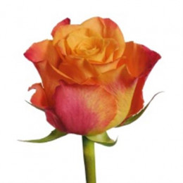 Rosa Gr Mariyo! (Роза Гр Марио!) В40EX