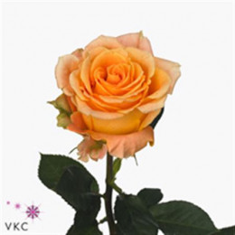 Rosa Gr Morning Sun (Роза Гр Морнинг Сан) В50