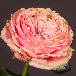 Rosa gr pride of jane(Роза гр Прайд оф Джейн) В50