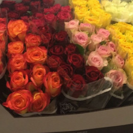 Rosa gr mix rosa plaza(Роза гр. Микс Rose Plaza В60