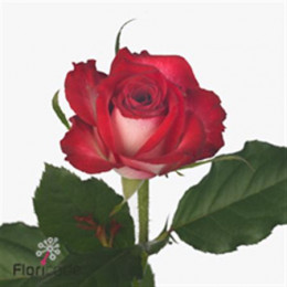 Rosa Gr Paradiso (Роза Гр Парадизо) В70
