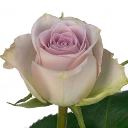 Rosa Gr Morning Dew (Роза Гр Морнинг дью) В60