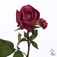 Rosa Gr Maritim (Роза Гр Маритим) В60